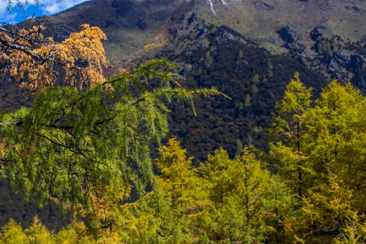 Colorful in autumn forest and snow mountain at Yading nature reserve, The last Shangri la