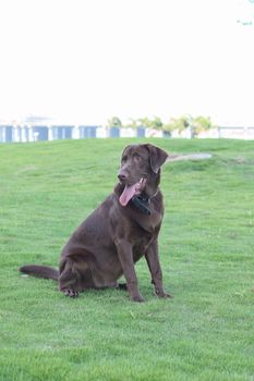 a dog golden retriever in the park