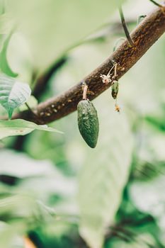 Cacao Tree (Theobroma cacao). Organic cocoa fruit pods in nature.