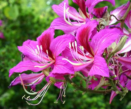 Bauhinia orchid tree flowers, this flower is featured on the flag of Hong Kong
