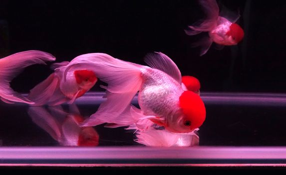 A fish tank with tropical red cap oranda goldfish