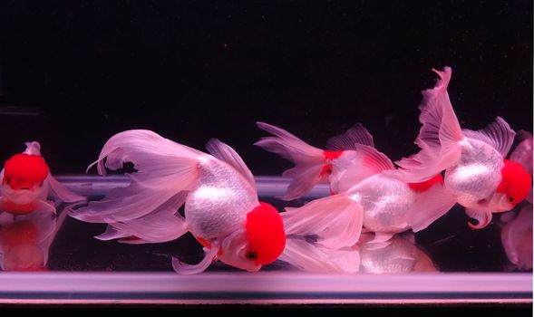 A fish tank with tropical red cap oranda goldfish