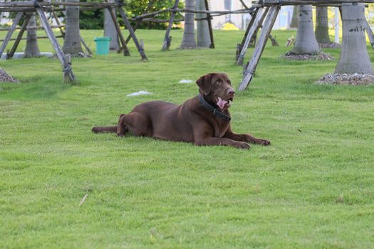 a dog golden retriever in the park