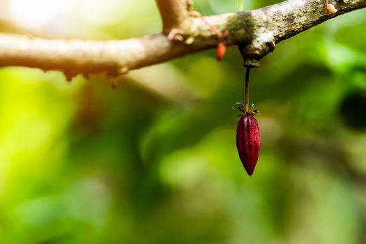 Cacao Tree (Theobroma cacao). Organic cocoa fruit pods in nature.