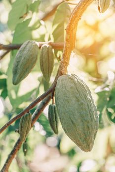 Cacao Tree (Theobroma cacao). Organic cocoa fruit pods in nature.