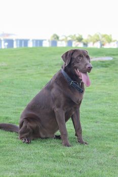 a dog golden retriever in the park