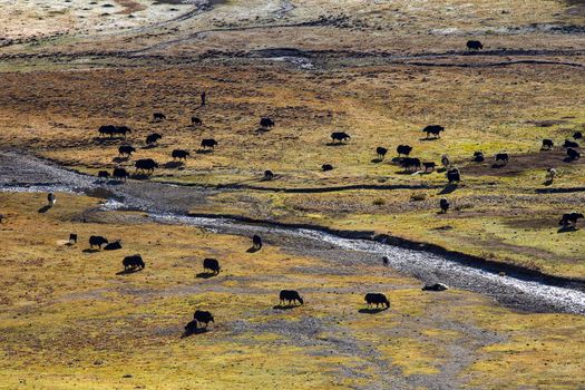 Black yaks graze high in the mountains.