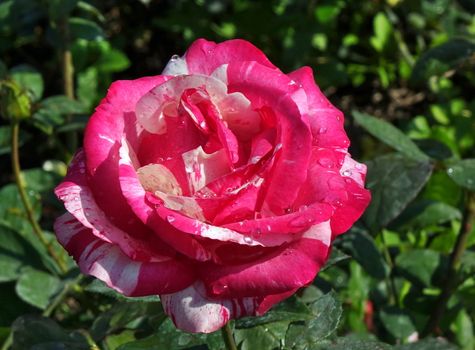 Beautiful red and white Floribunda rose with water droplets
