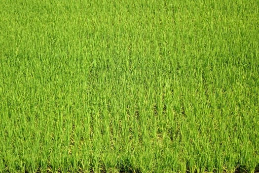 Aerial view of a lush and green rice field