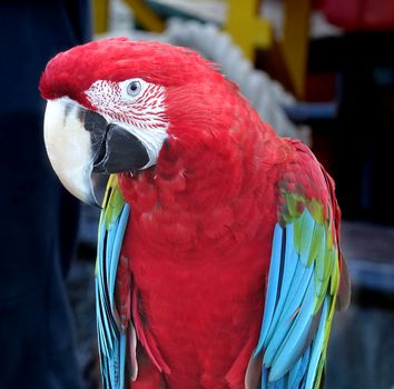 Closeup of scarlet macaw parrot with its characteristic large beak
