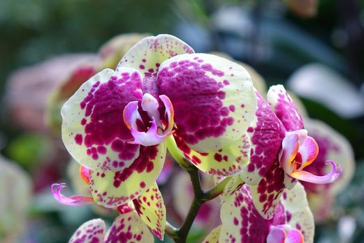 Purple and green blossoms of the Phalaenopsis orchid family