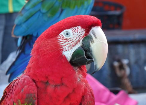 Closeup of scarlet macaw parrot with its characteristic large beak