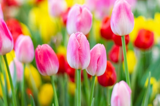 Pink tulips flower flower in garden plant, tulip spring-blooming  