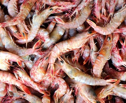A closeup view of a catch of fresh prawns