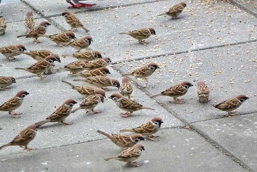A flock of brown sparrows feeds on breadcrumbs in the park