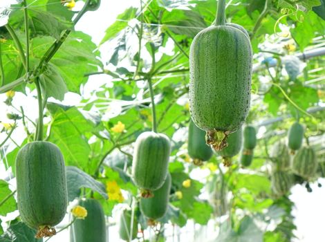 Large silk gourds are growing on vines on a farm