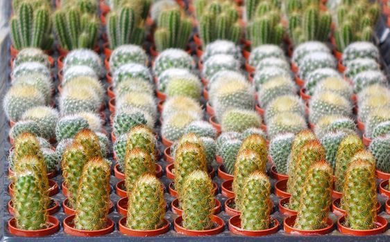 A street vendor at a flower market sells cactuses in pots