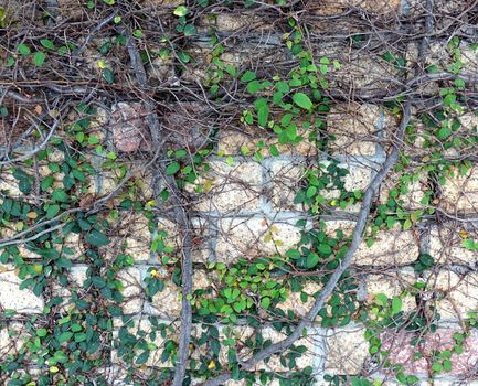 A natural stone wall is covered by climbing plants
