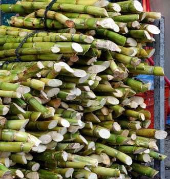 Bundles of fresh sugar cane for extracting the juice
