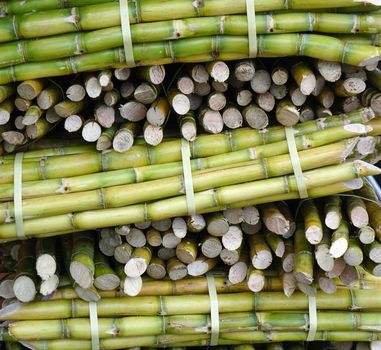 Bundles of fresh sugar cane for extracting the juice