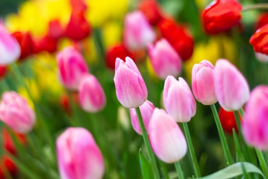 Pink tulips flower flower in garden plant, tulip spring-blooming  