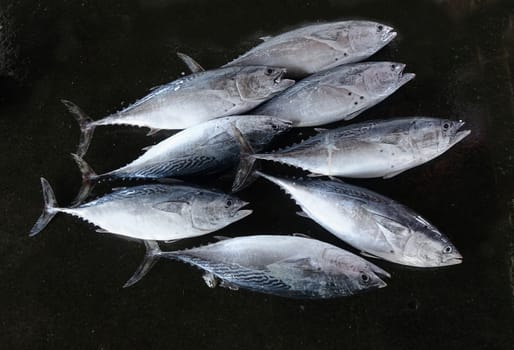 Freshly caught small-sized tuna are sold at a local fish market
