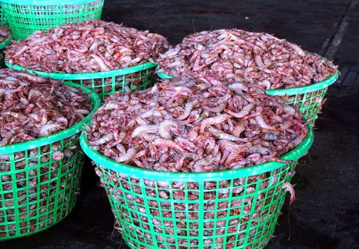 A catch of fresh prawns fills several baskets