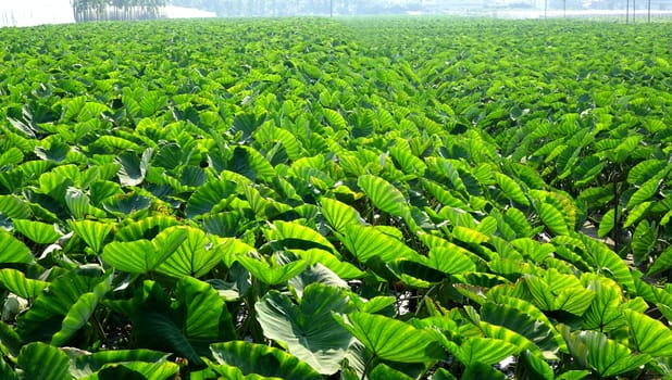 A large field planted with taro in Taiwan
