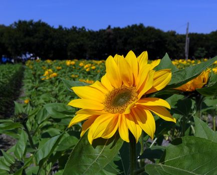Beautiful radiant sunflower illuminated by the afternoon sun