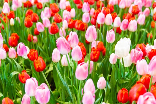 Pink,Red,Yellow tulips flower, beautifuly flower in garden plant, tulipa spring-blooming  

