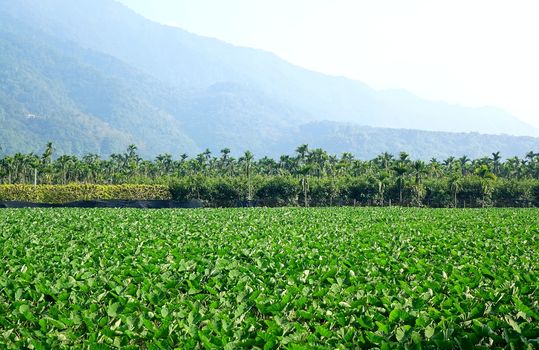 A large field planted with taro in southern Taiwan
