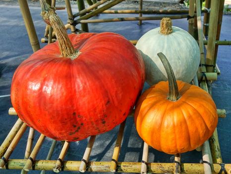 Three varieties of pumpkins are on sale at an outdoor market