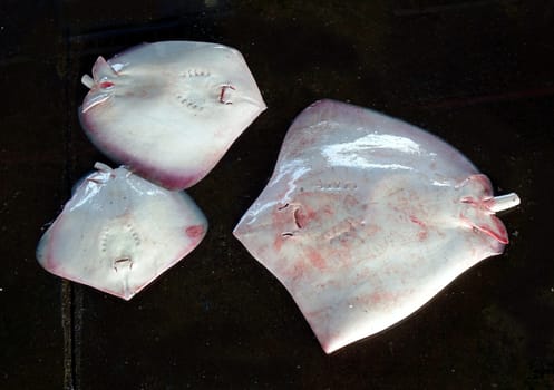 Three stingrays are for sale at a fishmarket in Taiwan