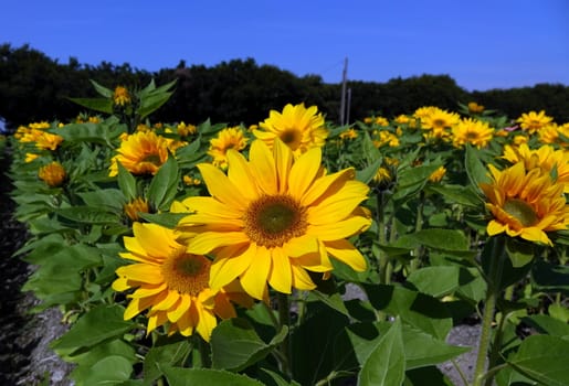 Beautiful radiant sunflowers illuminated by the afternoon sun