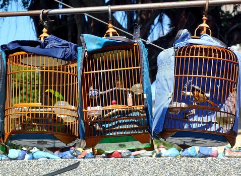 A street vendor sells birds in traditional bamboo cages