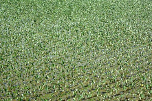 Aerial view of a large taro field in southern Taiwan