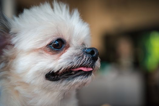 Dog so cute mixed breed with Shih-Tzu, Pomeranian and Poodle looking and waiting something with interest when vacation travel