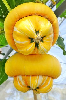 Bright yellow turban pumpkins grow on vines