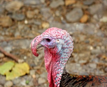 A closeup view of a male turkey with its characteristic wattle
