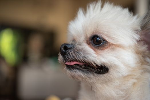 Dog so cute mixed breed with Shih-Tzu, Pomeranian and Poodle looking and waiting something with interest when vacation travel