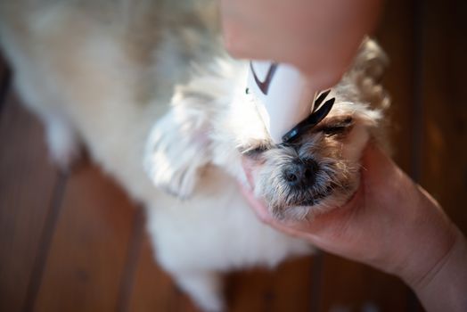 Grooming and haircut the dog fur of beige dog so cute mixed breed with Shih-Tzu, Pomeranian and Poodle by human with dog clipper in pet shop or pet groomer