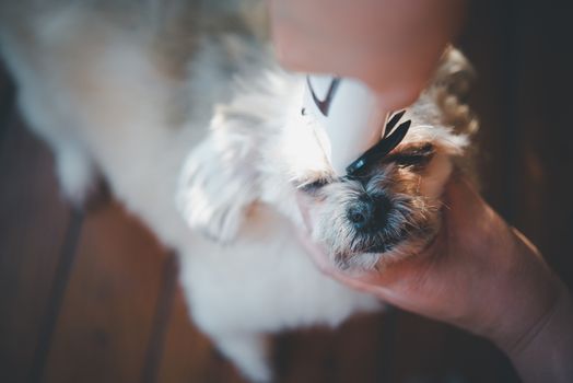 Grooming and haircut the dog fur of beige dog so cute mixed breed with Shih-Tzu, Pomeranian and Poodle by human with dog clipper in pet shop or pet groomer