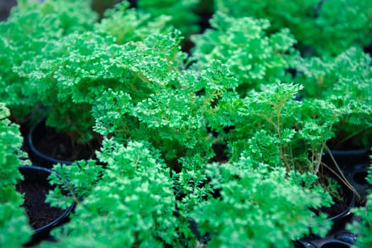 Greenery background, green color of nature plant and leaf environment greenery concept
