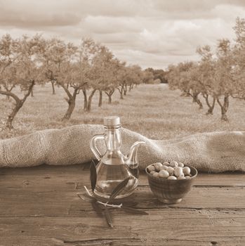 Olive oil on a table in the olive grove.