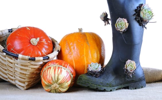 Different pumpkins in a basket with white background.