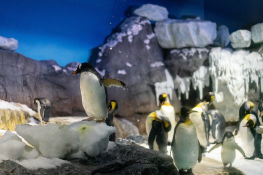 Folk of Gentoo penguins and King penguins at Osaka Aquarium Kaiyukan, Japan