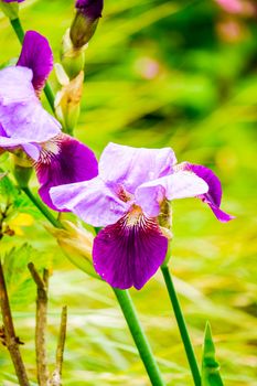 purple and pink irises blossoming in a garden in UK