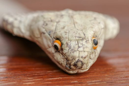 A close up head of a King Cobra. Tanned skin of Ophiophagus hannah. Belt of the most venomous snake on Bali island in Indonesia. Product from leather workshop.
