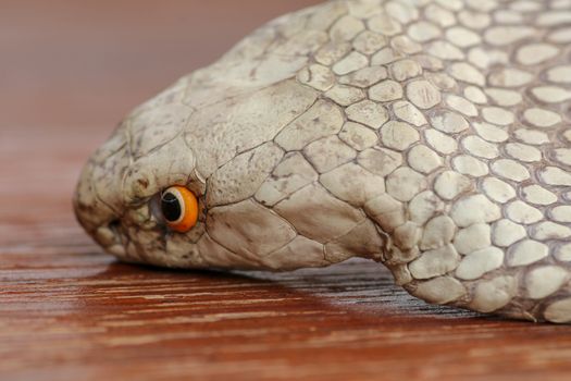 A close up head of a King Cobra. Tanned skin of Ophiophagus hannah. Belt of the most venomous snake on Bali island in Indonesia. Product from leather workshop.