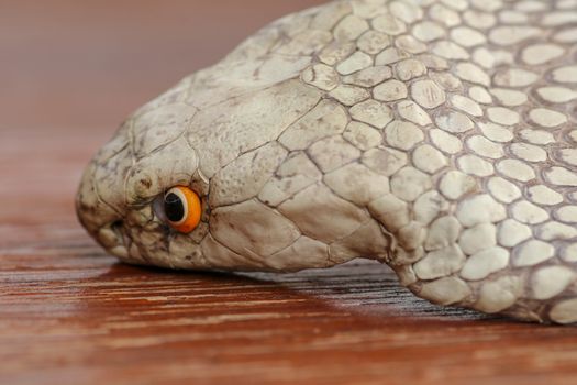 A close up head of a King Cobra. Tanned skin of Ophiophagus hannah. Belt of the most venomous snake on Bali island in Indonesia. Product from leather workshop.